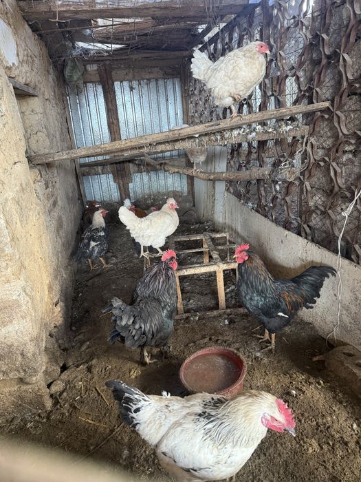 Қораздар сатылады петух Мейрамбек