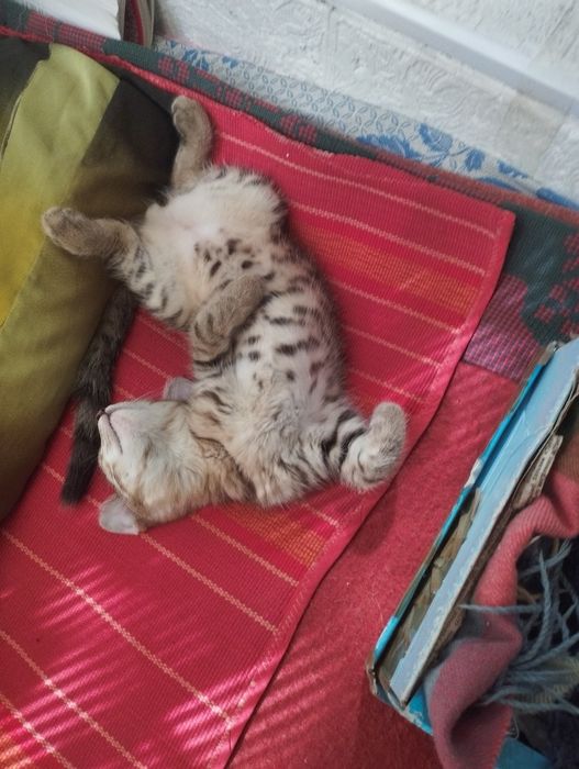 Отдам в добрые руки