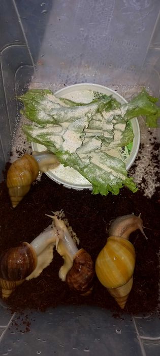 Ulitka. Terapiya. Axatini