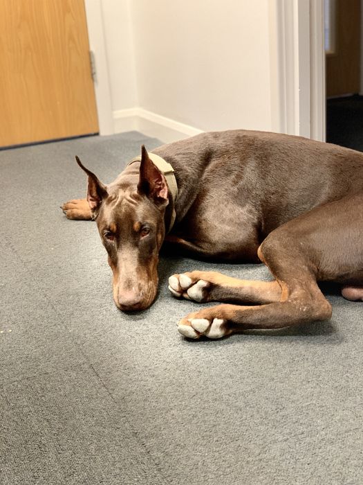 Doberman mascul foarte docil si foarte bun cu copii si alte animale