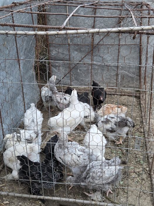 Pui de găină  de vânzare