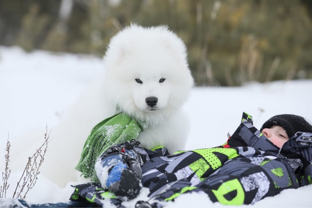 Щенки самоеда, самоедской собаки