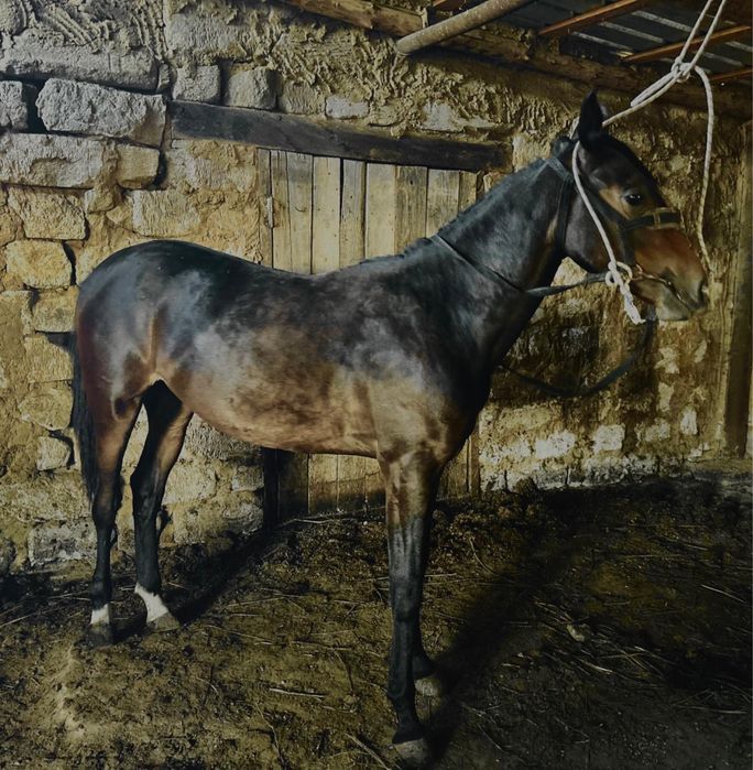 Сатылымда таза канды 1,5жасар