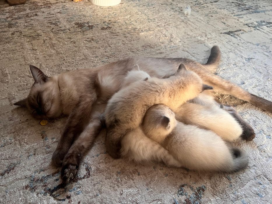 Породистые котята