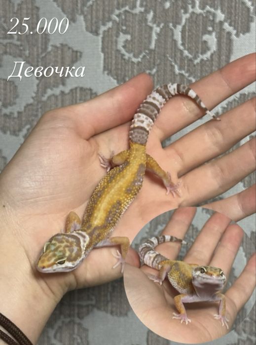 Малыши эублефаров