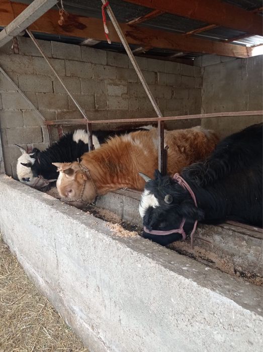 6 бас бука сатылады срочно