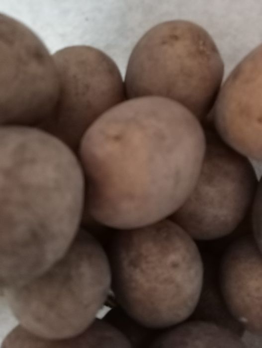 Картофель для еды и семенной для посадки