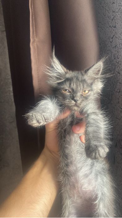 Отдам Котят даром в хорошие руки