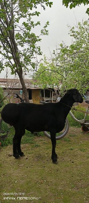 Қўчқор  қора қўчқор сотилади