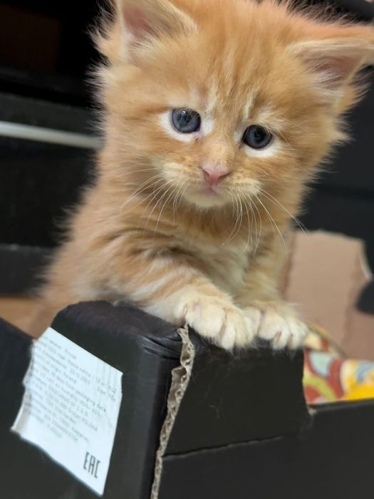 Котята мейн кун 80000