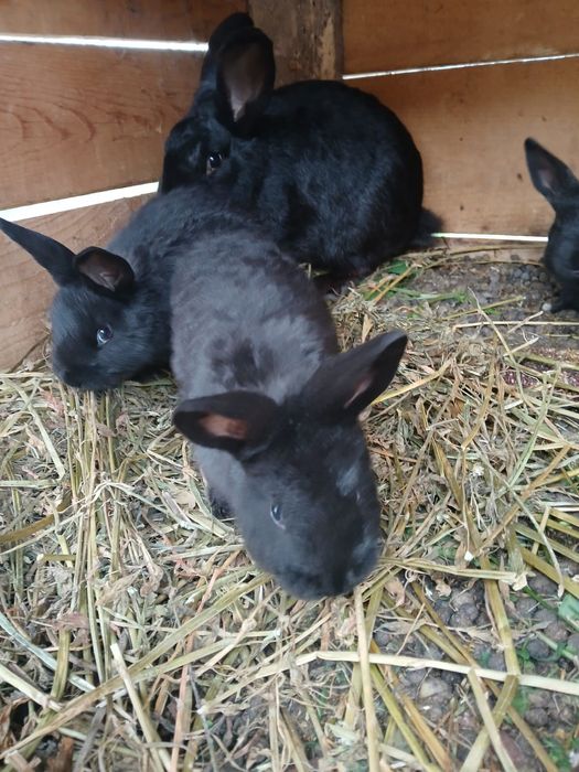 Vând pui de  iepure berbec german