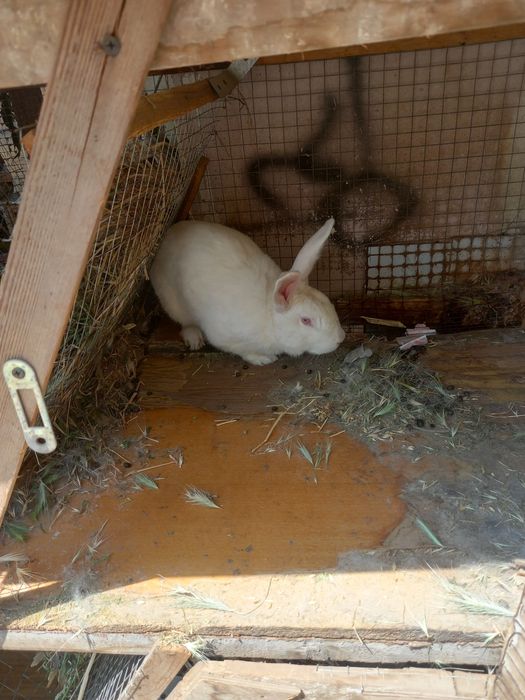 Кролики порода великан