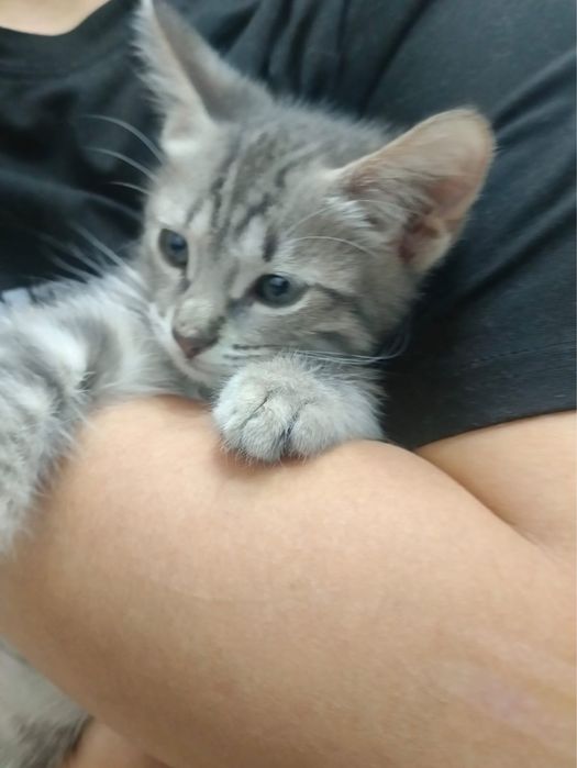 Отдам срочно котика