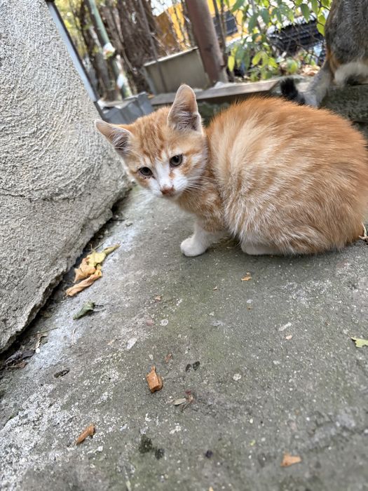 Adoptie motanel