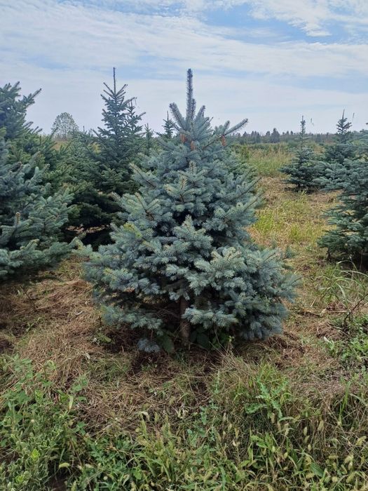 Gazon rulou calitatea 1