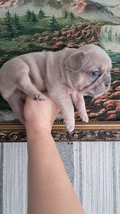 Лиловые французские бульдоги