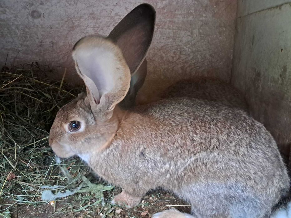 Iepuri diferite rase la preturi bune
