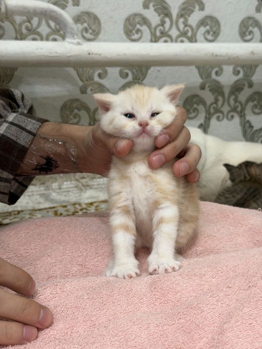 Шикарные котята фавн-пойнт
