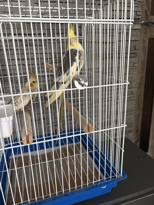 Pereche Nimfe tinere