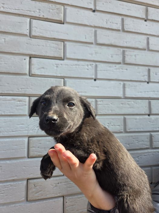 Две малышки ищут свой дом