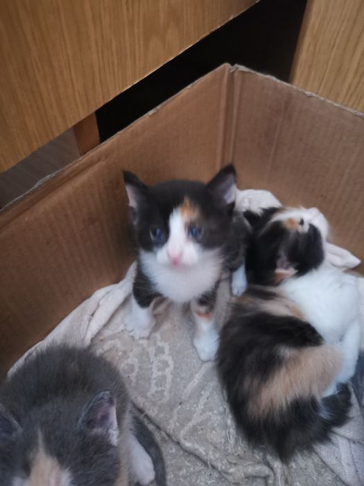 Бебета шарени Котенца