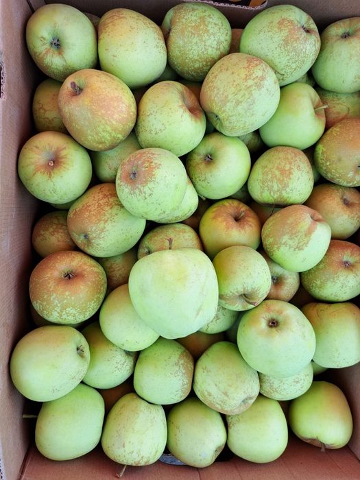 Vând mere calitate superioară