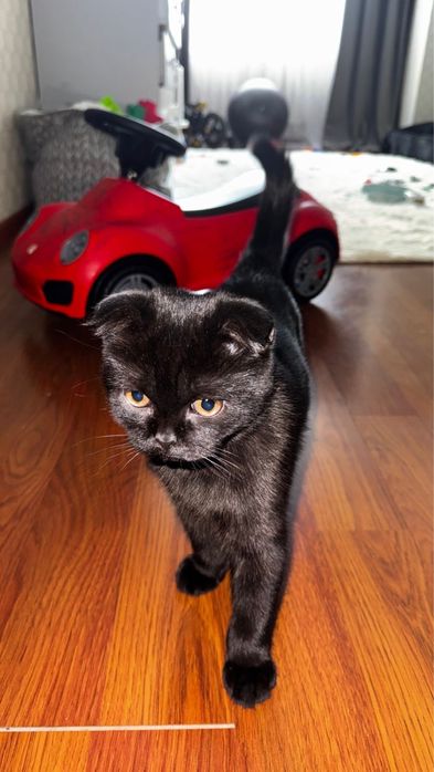 котенок скотиш фолд