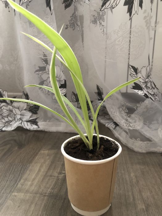 Хлорофитум , алоэ отростки