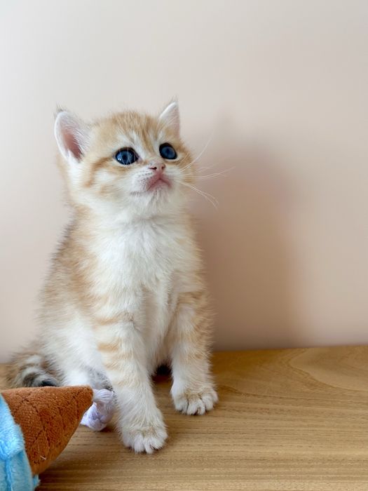 Британские котята золотые шиншиллы
