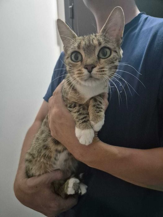 Отдам котенка в хорошие руки
