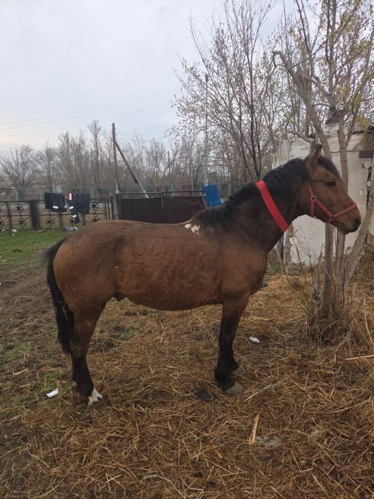 Айғыр сатылады продам жеребца