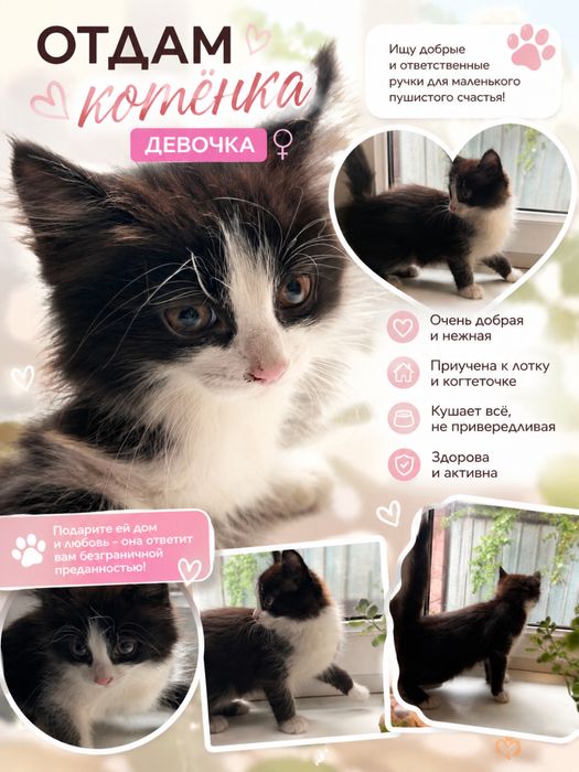 Отдам котенка девочка