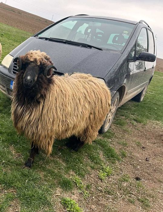 Animale domestice Berbec 0746560476