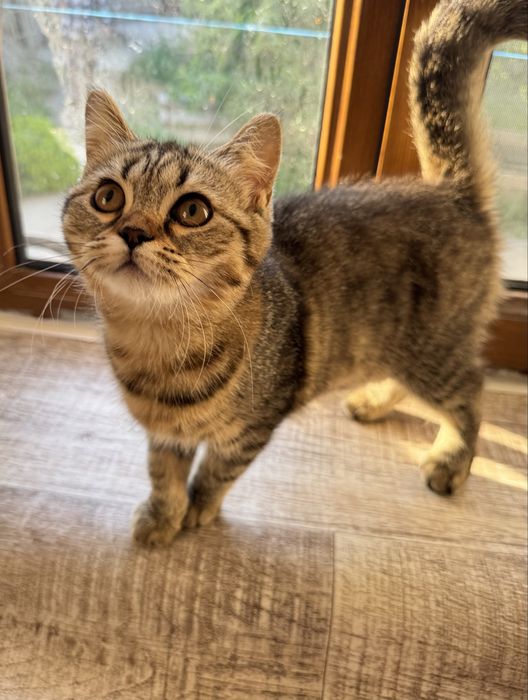 Котенок скотиш страйт