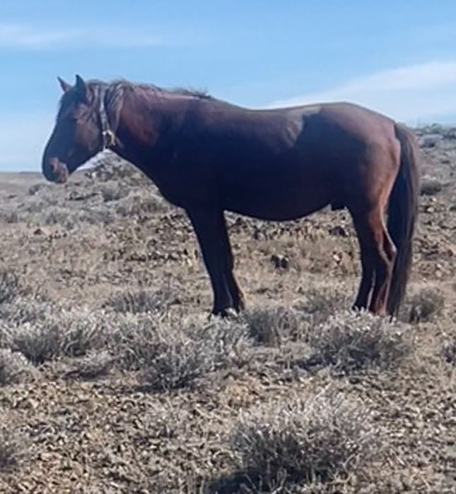 7 жасар айғыр сатылады