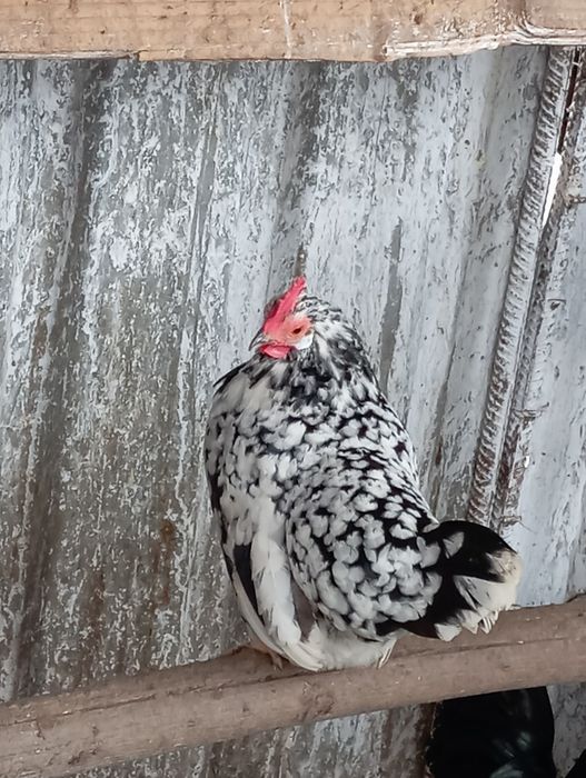 Vând găină și Cocoși pitici