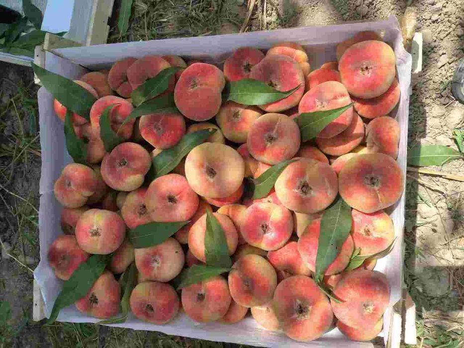 ANJIR SHoftolini barcha turidan bor arginal padvoyda sogʻlom kuchatlar