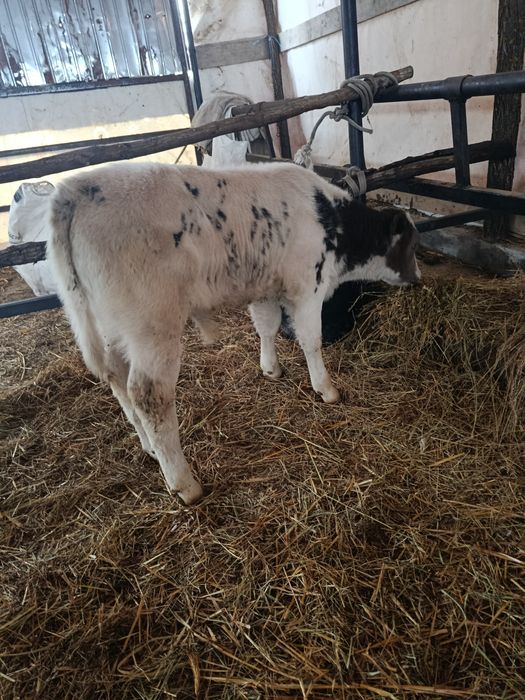 Vitel  belgian de vânzare