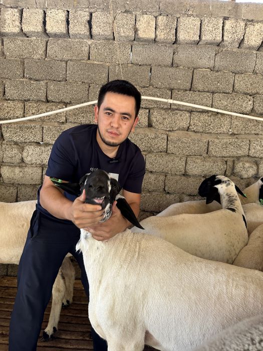 To'y, aqiqa, marosimlar uchun qo'ylar!