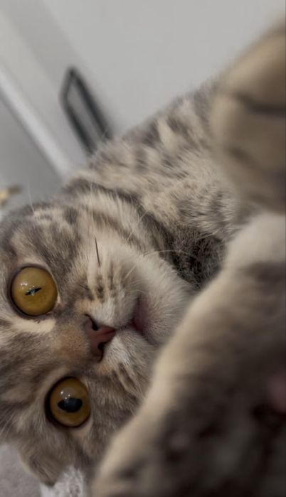Котенок шотландский