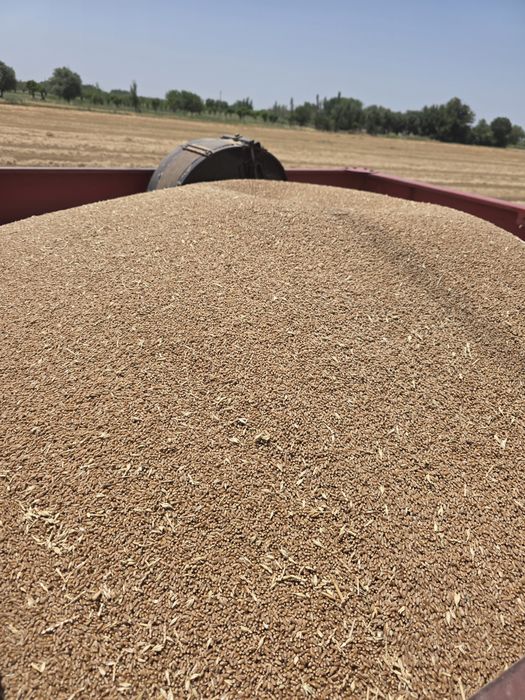 УРУГЛИ ГАЛЛА  узимизда экб урилган