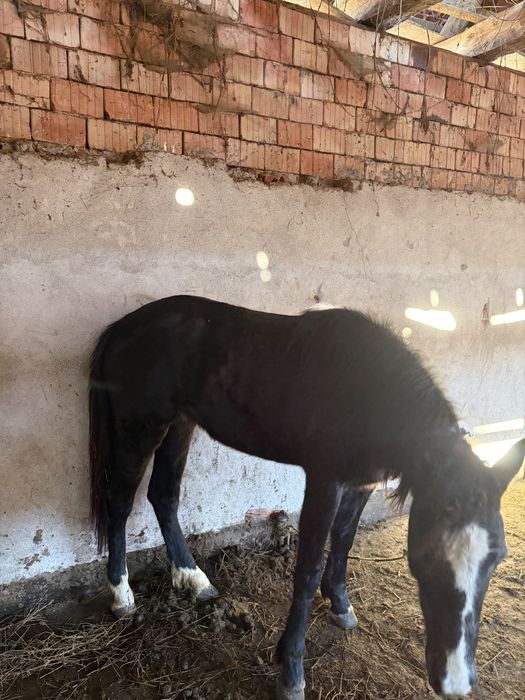 Vand manza de doi ani