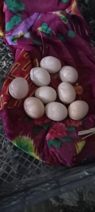 Dakan tuxumlari sotiladi