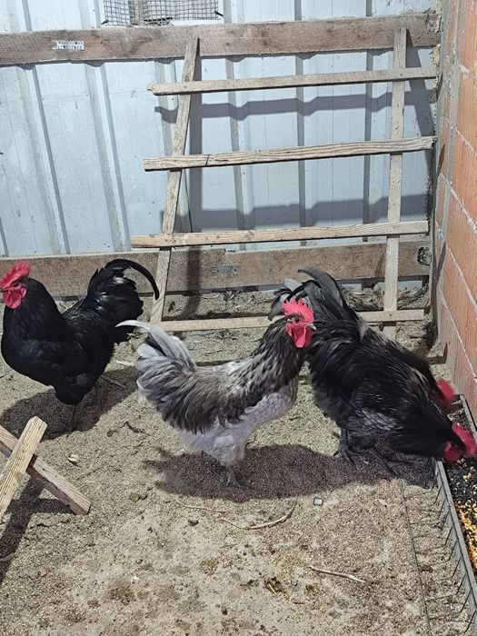 Vând cocosi Australorp.