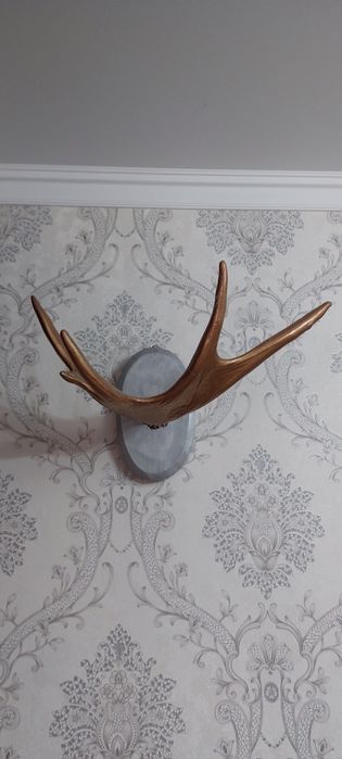 Продам оленя рога две штуки