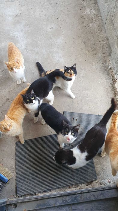 Травмирана котка остава на улицата