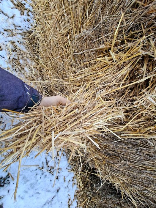 Baloți de paie grâu