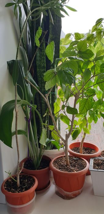 комнатные растения,цветы!!!