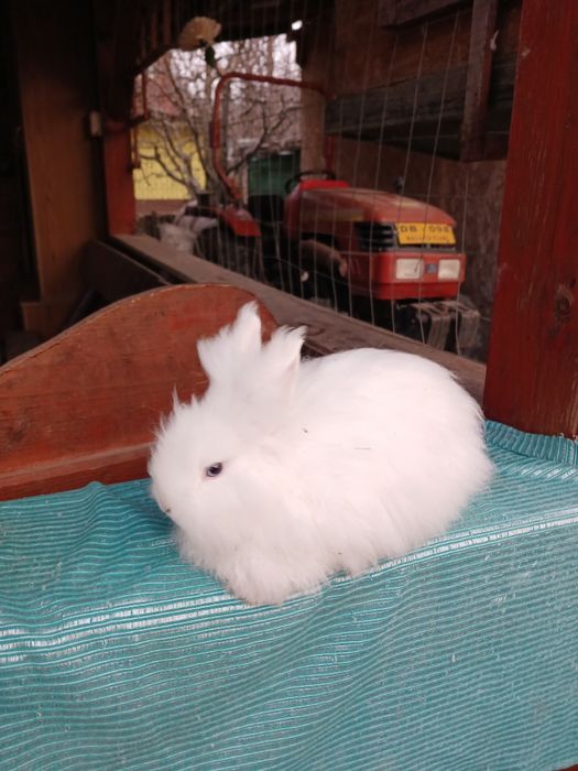 Iepurași pitici colorati