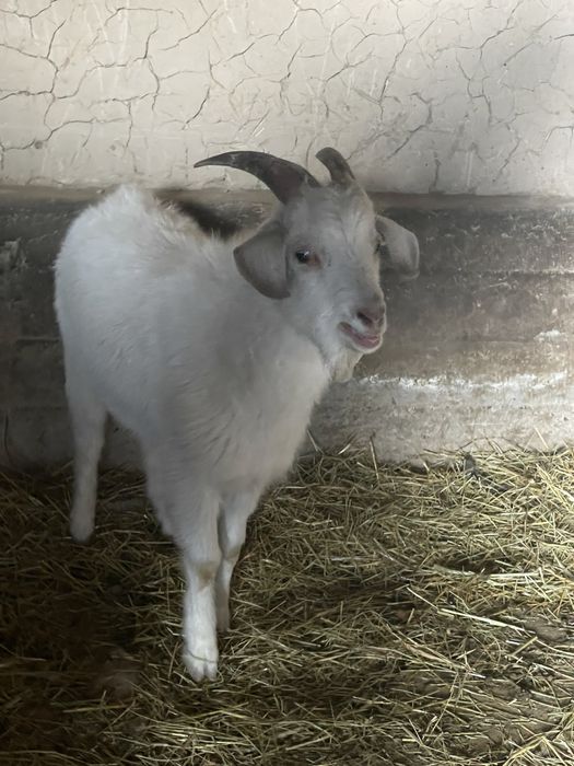 Текелер сатылады 1 жасар